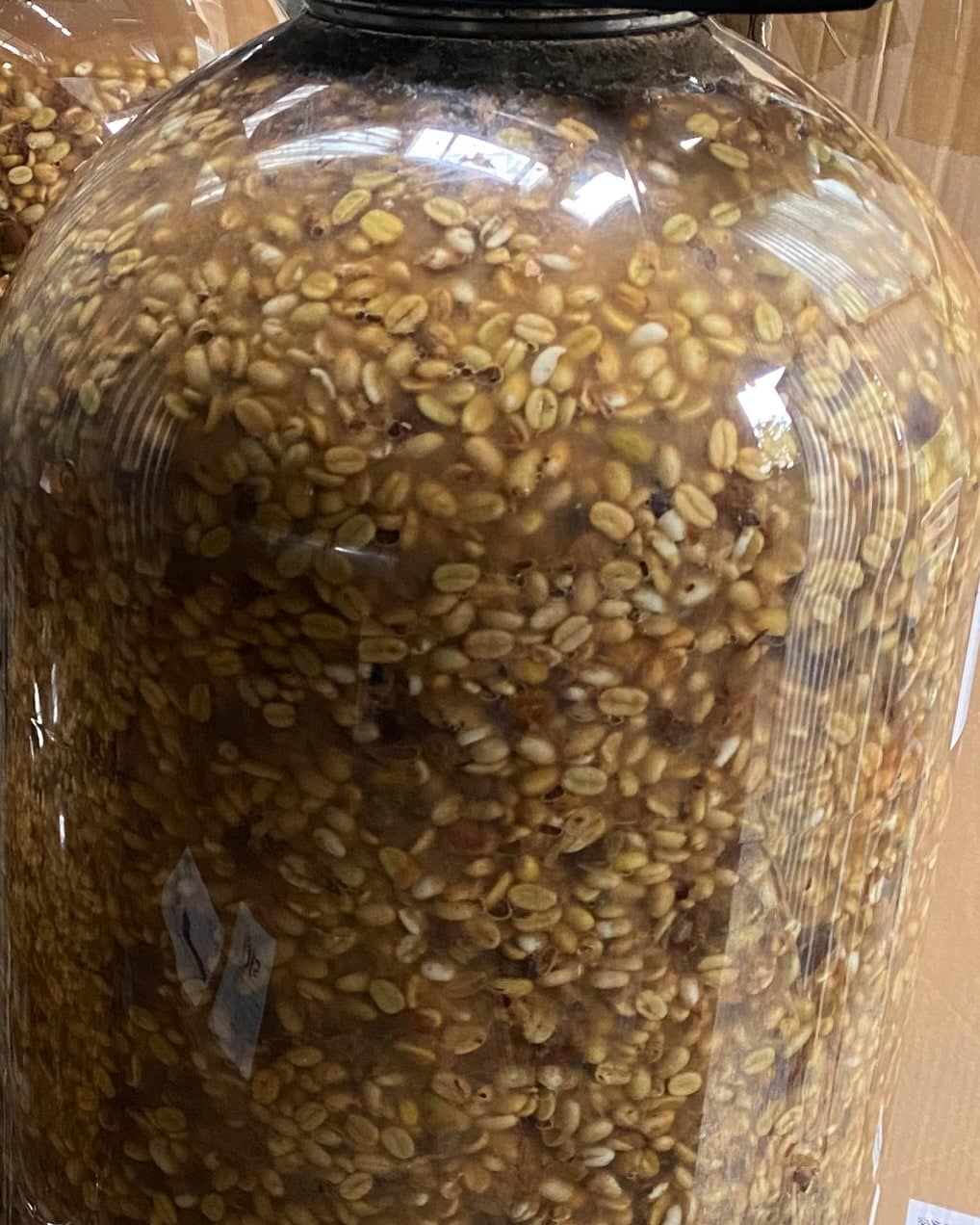 Fermentadores de vidrio con café en proceso anaeróbico