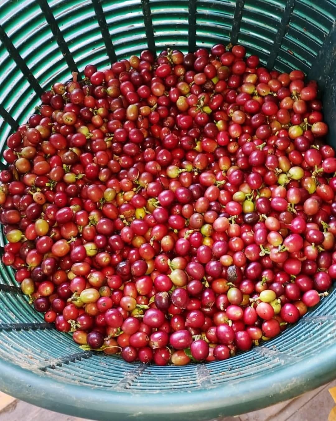 Canasta con cerezas de café recién cosechadas, rojas y maduras
