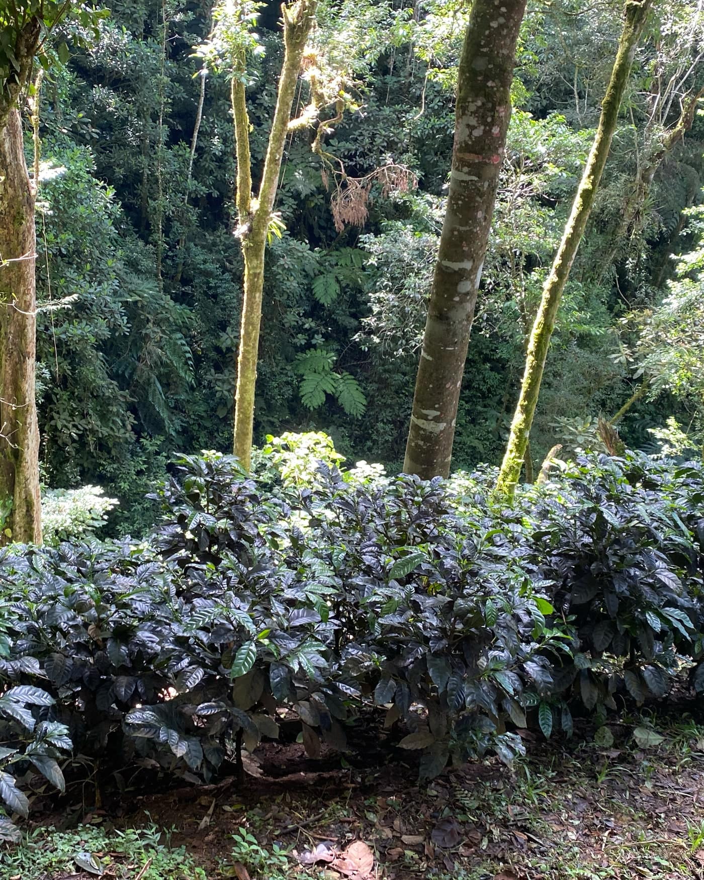 Hileras de cafetos bajo la sombra de árboles altos en la finca