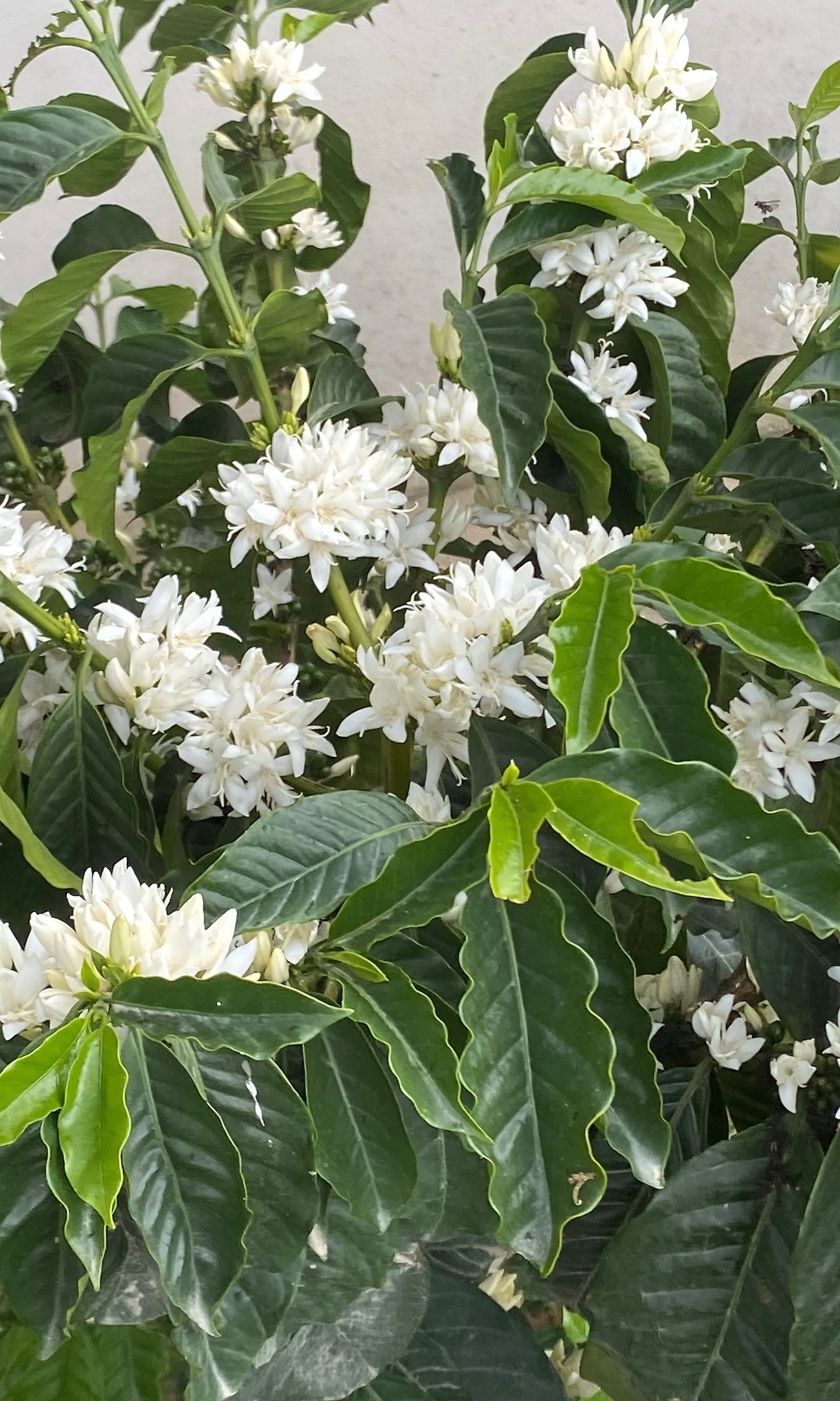 Cafetal de Café del Guayabal en plena floración, flores blancas entre hojas verdes