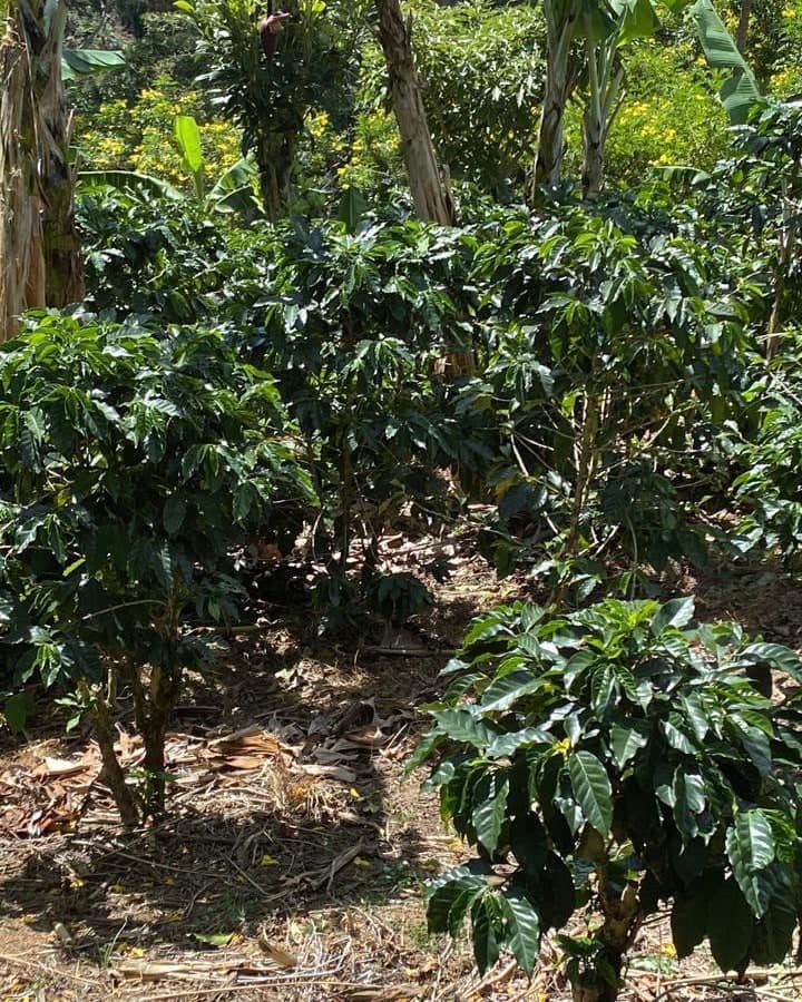 Cafetos entre árboles de sombra en la finca