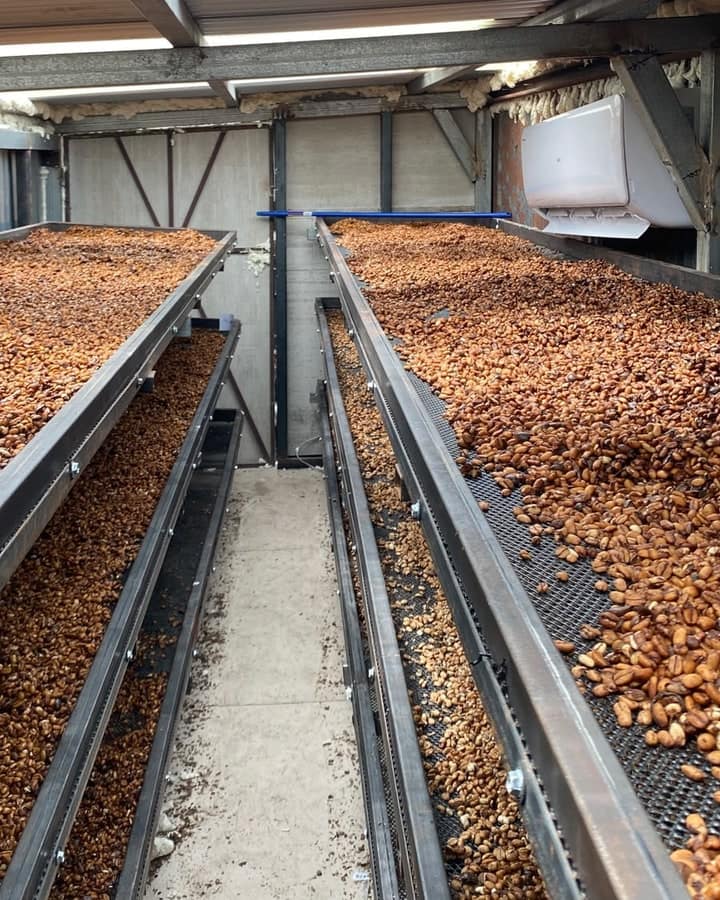 Camas africanas elevadas con café secándose bajo techo