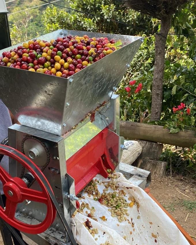 Despulpadora con la tolva llena de cerezas de café