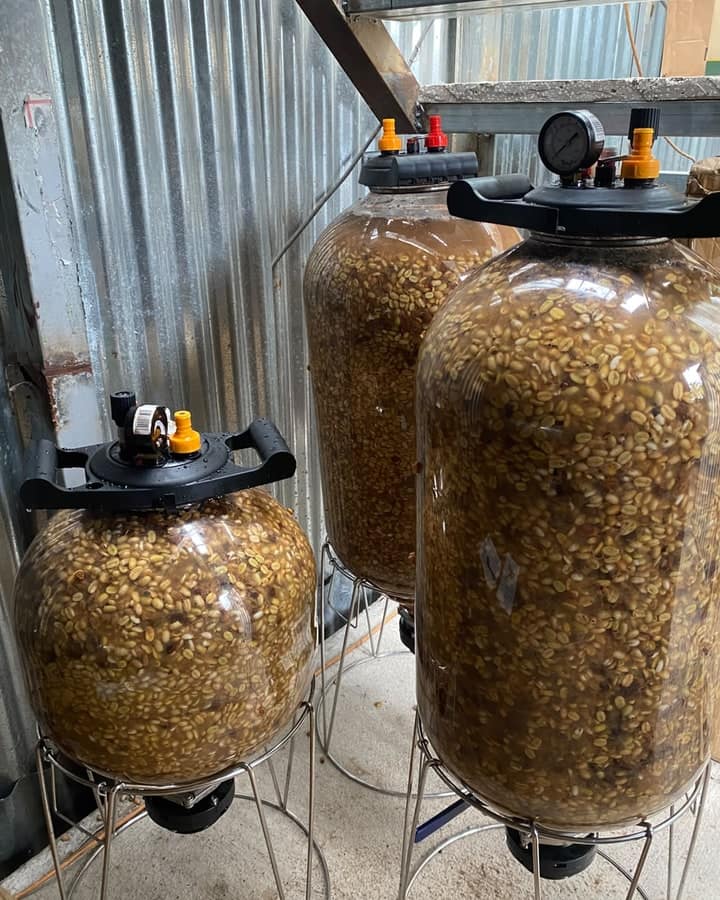 Fermentadores de vidrio con café en proceso anaeróbico