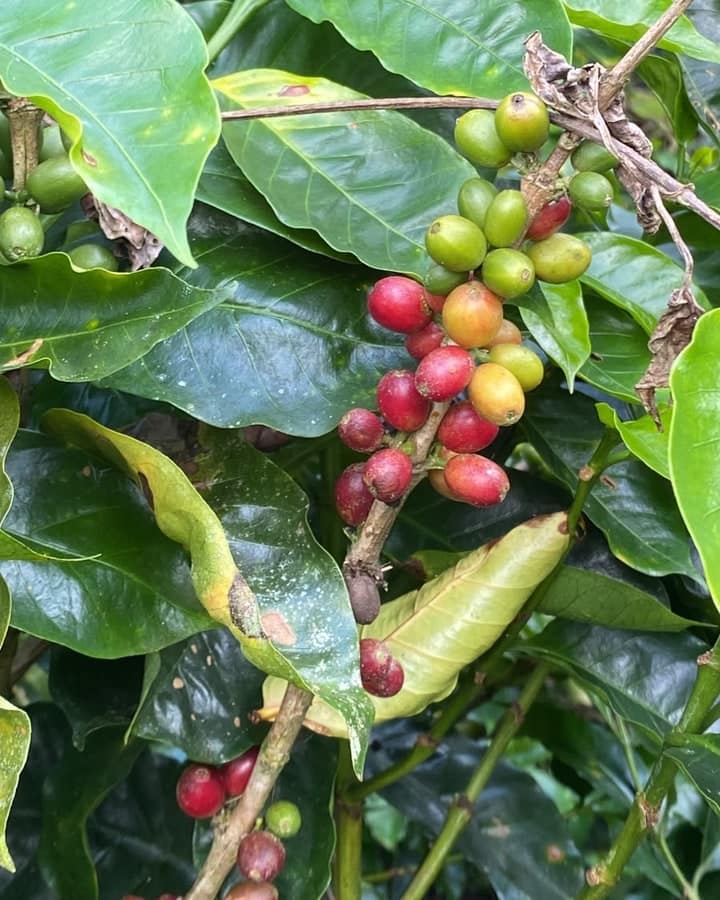Rama de cafeto con cerezas rojas y verdes entre las hojas