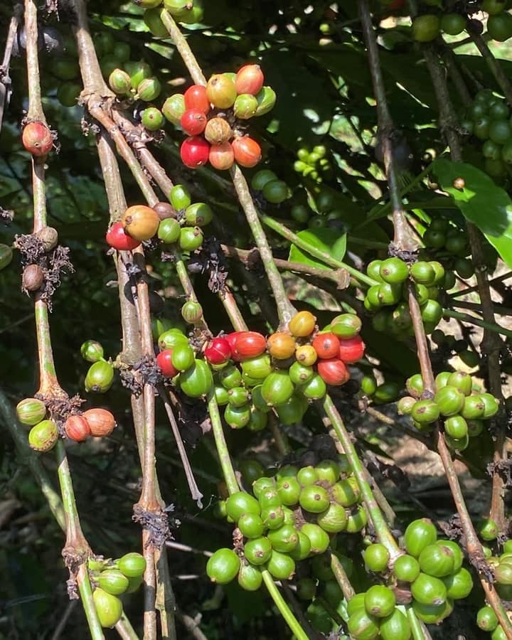 Cerezas de café maduras y verdes en las mismas ramas