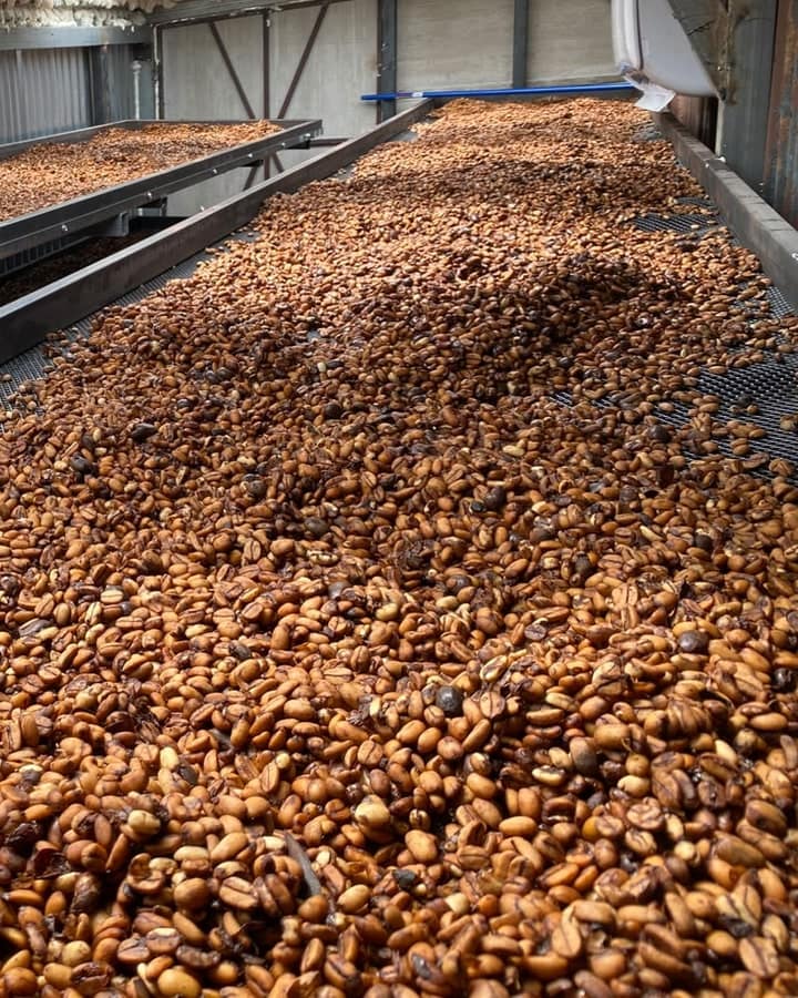 Café secándose sobre la malla de las camas africanas