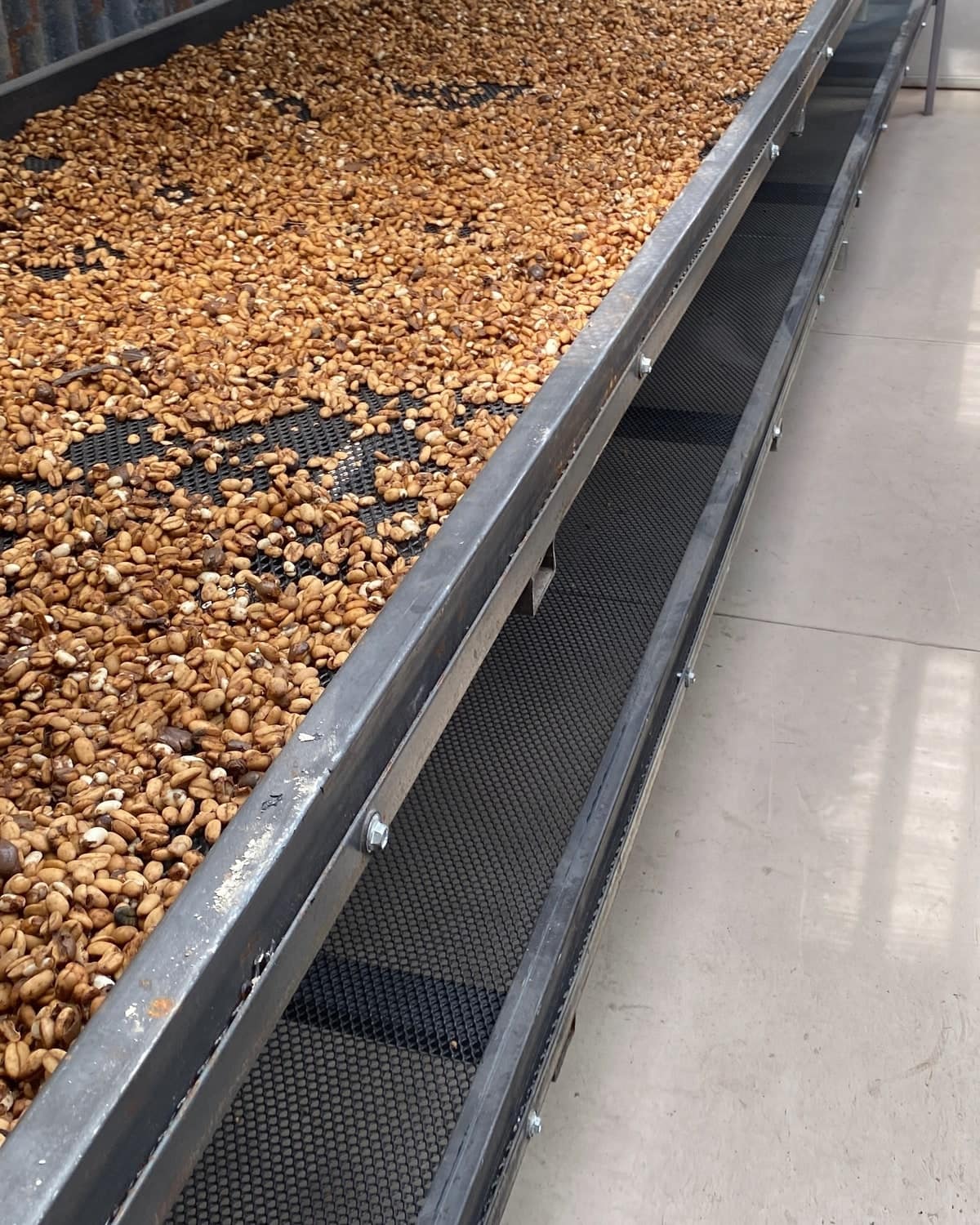 Camas africanas elevadas con café secándose en el beneficio