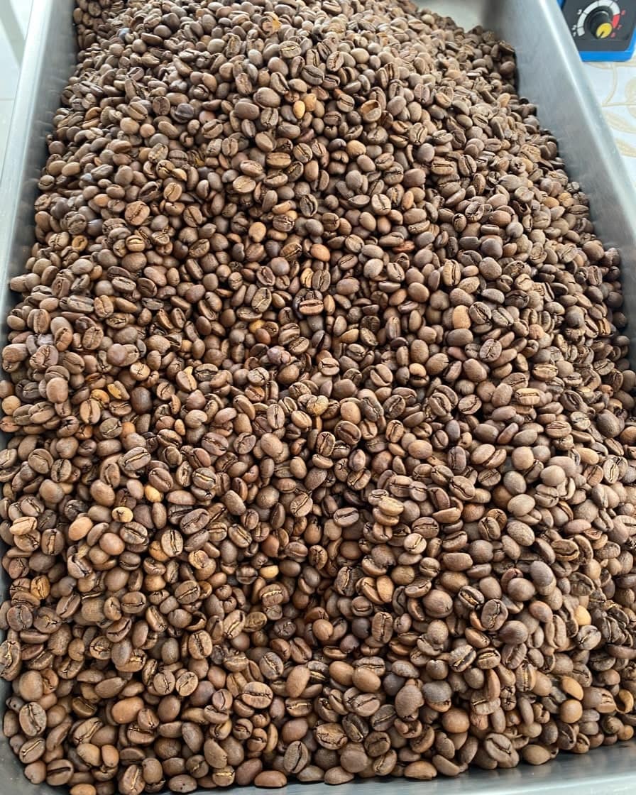 Grano de café seleccionado en una bandeja de acero