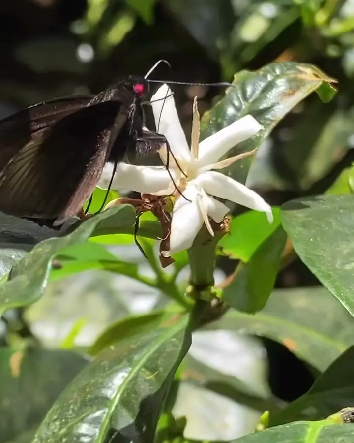 Mariposa sobre una flor de cafeto en la finca